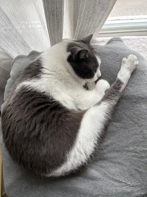 He likes to sleep as a chicken leg