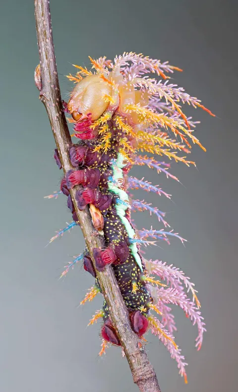 PsBattle: The Saturniidae moth caterpillar