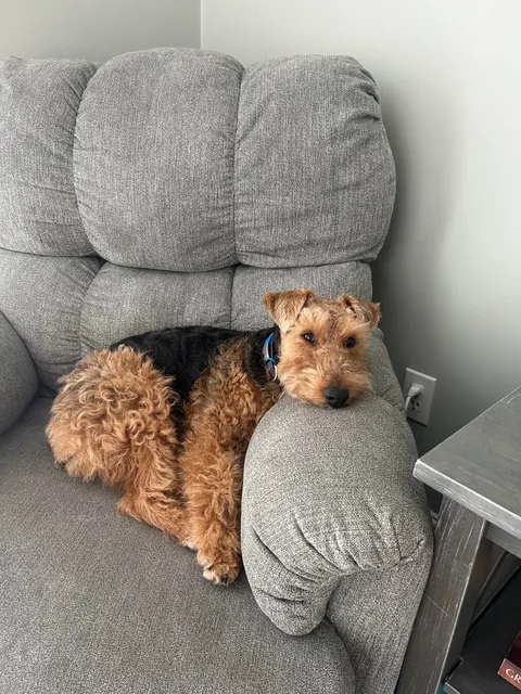 Scout - A Welsh Terrier