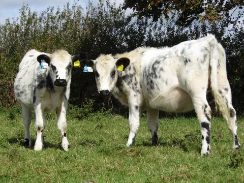 [OC] My 2 girls, Custard and Cream, hanging out today!