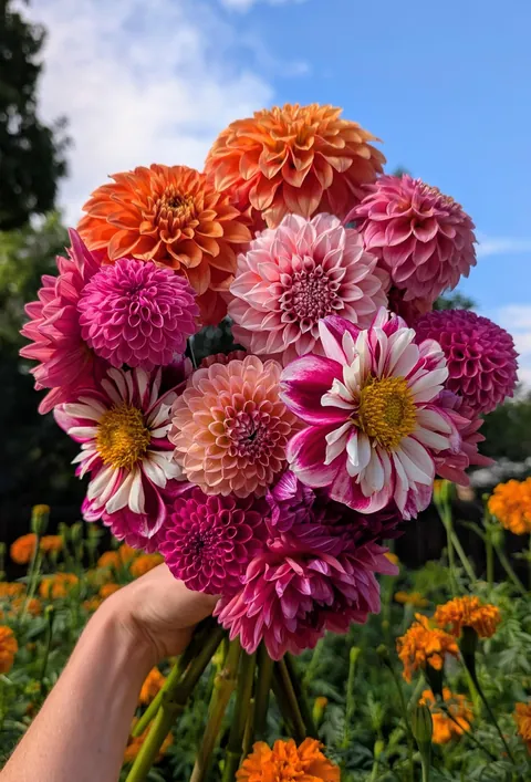 Three years ago I replaced my lawn with garden beds to cope with chronic illness and depression. What started as a hobby has grown into a small flower farm and a brighter chapter in my life.