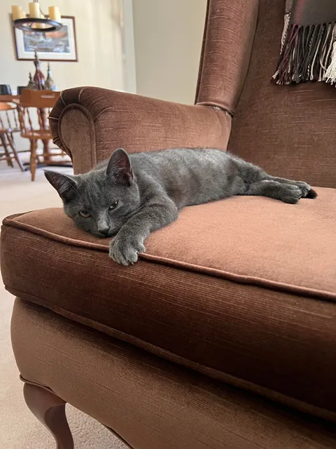 This homeless kitty is now home today and my 💚 is full