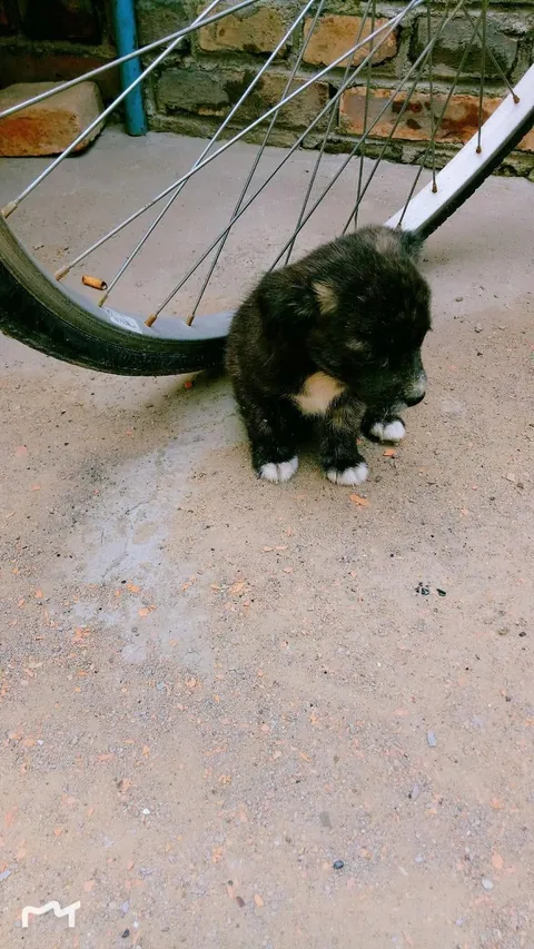 They were two tiny puppies I found near a trash bin. Then they grew into two girls who never left my side 💛