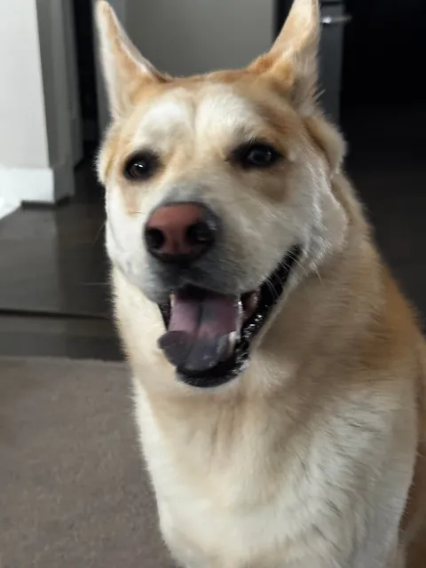 Happy Gotcha Day Biscuit! 5 yrs ago we picked you up from your foster home!