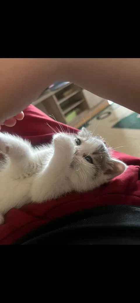 My daughter found this kitten outside, cold, hungry and with sick eyes… look at him now ❤️