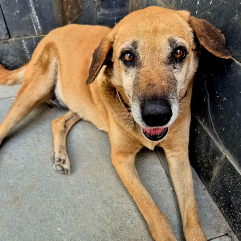 Ms. Daisy is our old local lady - swipe to greet her (I do every morning)