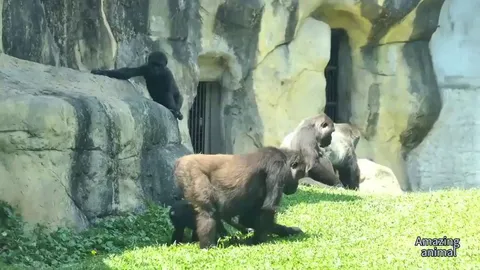 D'jeeco, a Silverback in Taiwan, expertly handles an altercation between two of his family (Iriki &amp; Tayari)
