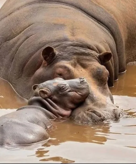 Nothing in nature is stronger than a mother