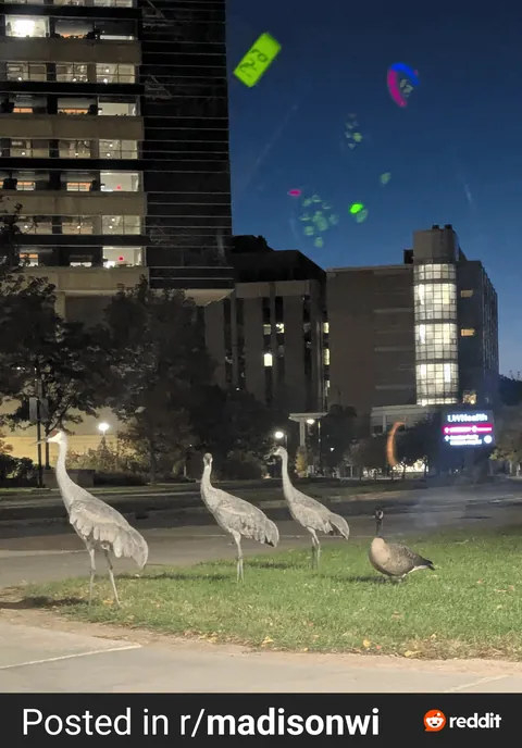 Colts (young sandhill cranes) have about a 50% (high end) survival rate from hatchling to fledging. These expert sandhill crane parents raised a different species alongside their own and have kept both alive. Now they fly and dance together.