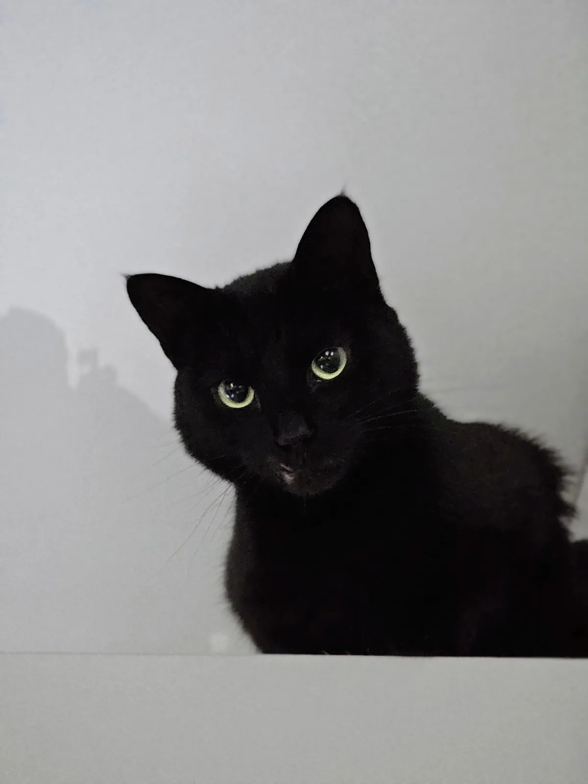 He bit my arms and leg, shame him 