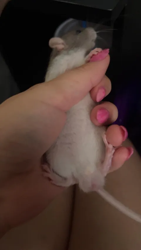 These where sold to me as girls but I’m starting to doubt…