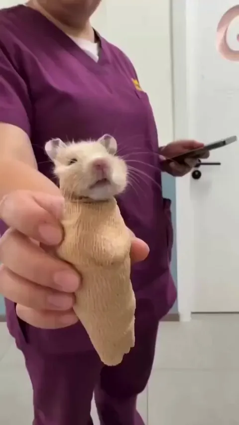 Hamsters getting an MRI