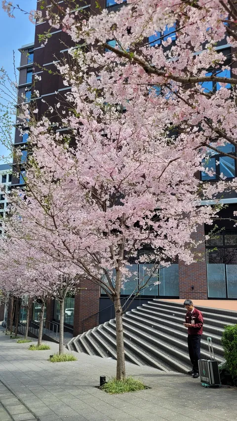 Tokyo under cherry blossoms, Mar/Apr 2025