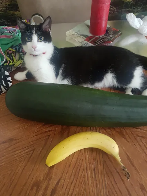 Banana for scale. Kitten for likes. Zucchini for wow.