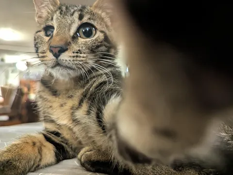 Meet Odin the Storm Cat! He ran into my house to escape bad weather and right into my heart!