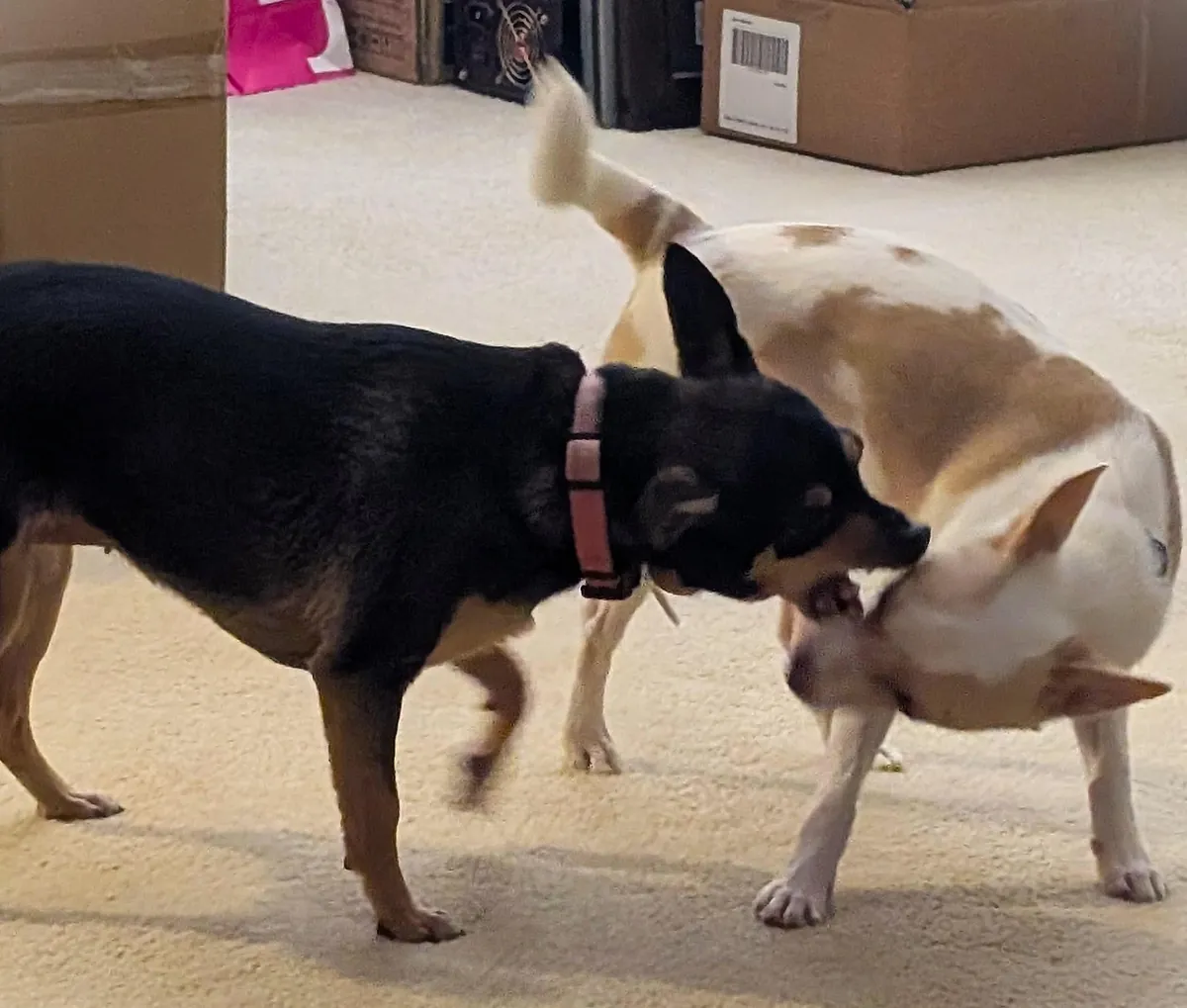 I haven't had my own pup in 12 years, I got the perfect one, his name is Franklin, and he loves everyone.