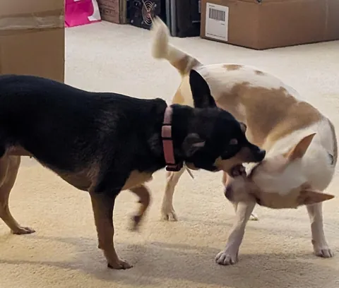 I haven't had my own pup in 12 years, I got the perfect one, his name is Franklin, and he loves everyone.