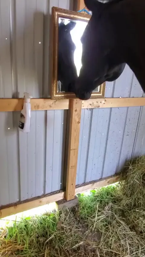 Horse Discovers A Mirror For The First Time