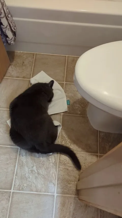 She hates the bath, but loves doing this with my floor towel after I shower