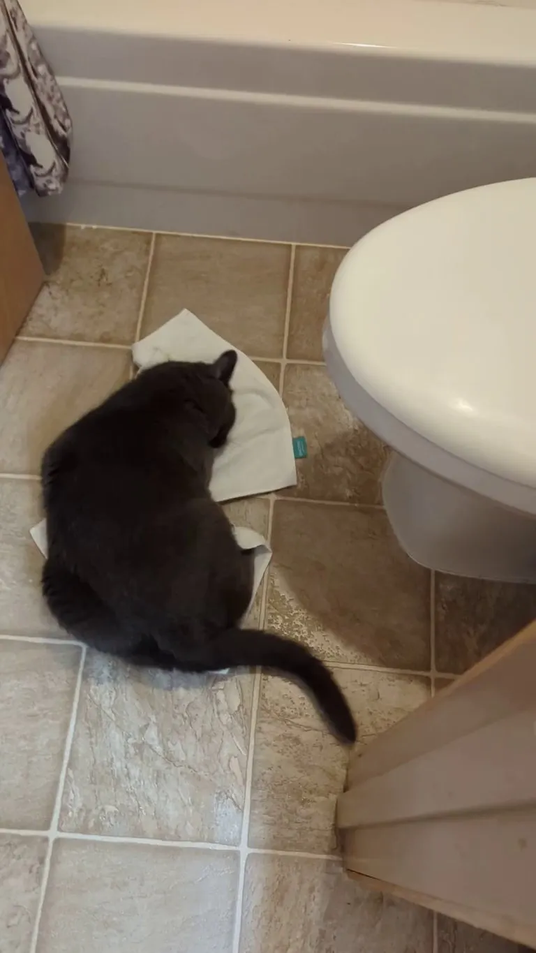 She hates the bath, but loves doing this with my floor towel after I shower