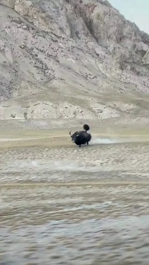 🔥 Encountering a wild yak in Qianqhai, China.