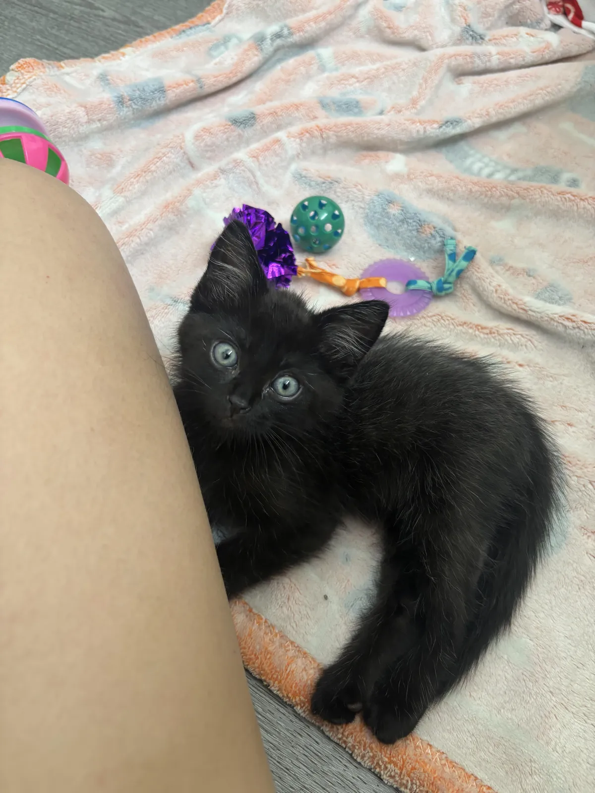 the kitten distribution center hit us