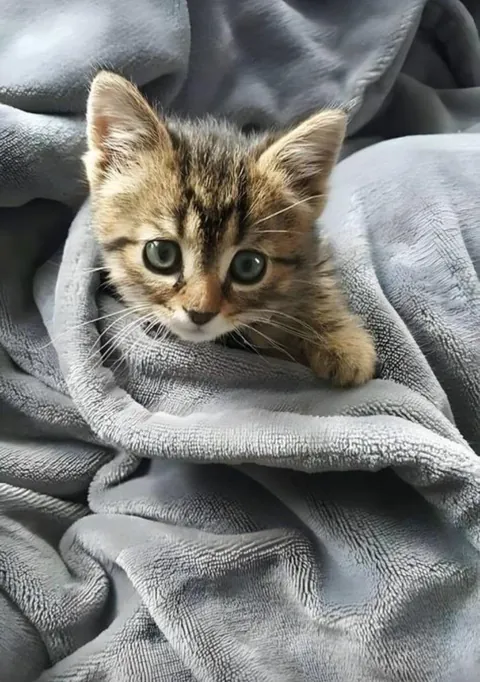 This tiny kitten just unlocked a new level of cute