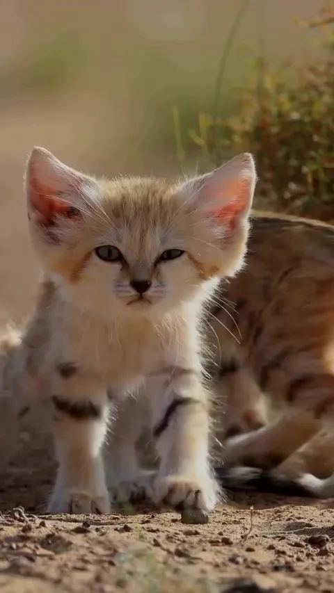 🔥 Deep in the vast deserts of North Africa &amp; the Middle East lives one of the most elusive &amp; enchanting creatures: The sand Cat (Felis margarita)