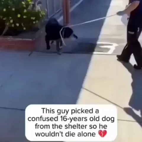 Man Rescues 16 Year Old Dog From Shelter, And The Dog Is Revitalized 