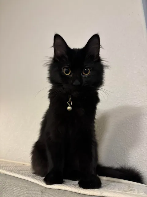 I’d like everyone to meet Mimi