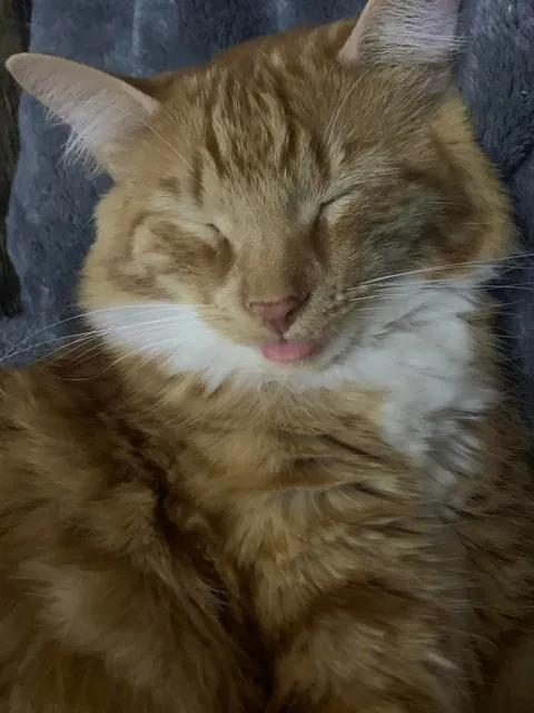 He crossed the rainbow bridge today. Give Peter all the love you can. He deserves it all.