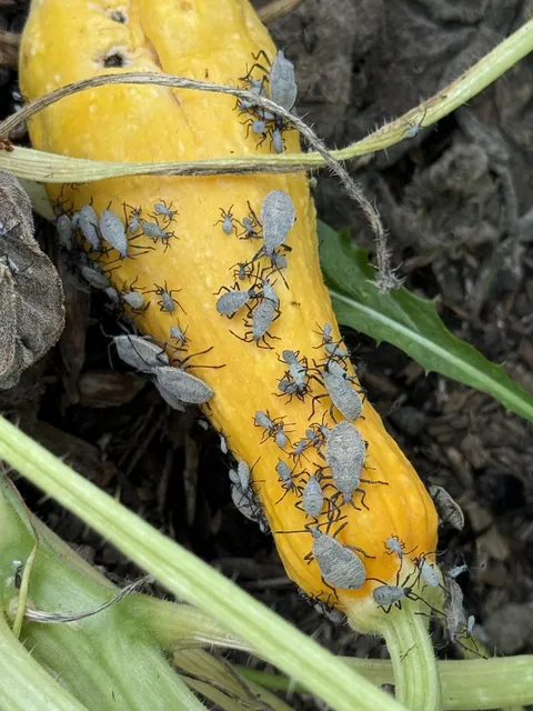 Annoyed my yellow zucchini plant wasn’t producing but haven’t had time to check the garden lately. Apparently we are feeding the entire beetle population.