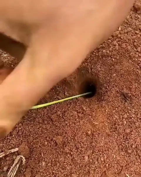 Welcome To The Antland