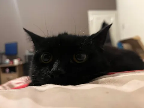 Gone at 18 peacefully, more years of my life spent with her in it than without. Please enjoy my favourite picture of her.