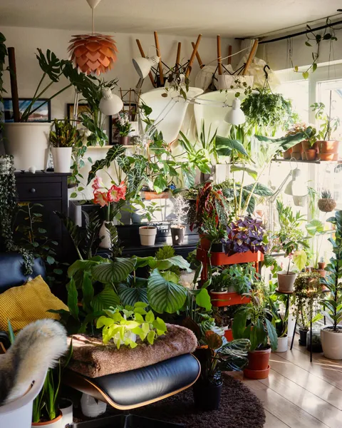Plants are addictive - an update