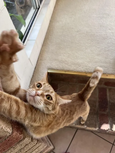 Show me your cutest cat pics