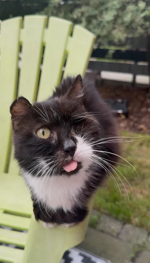 My perfect foster Dziadek passed away. He was so full of life despite the years as a neglected stray.