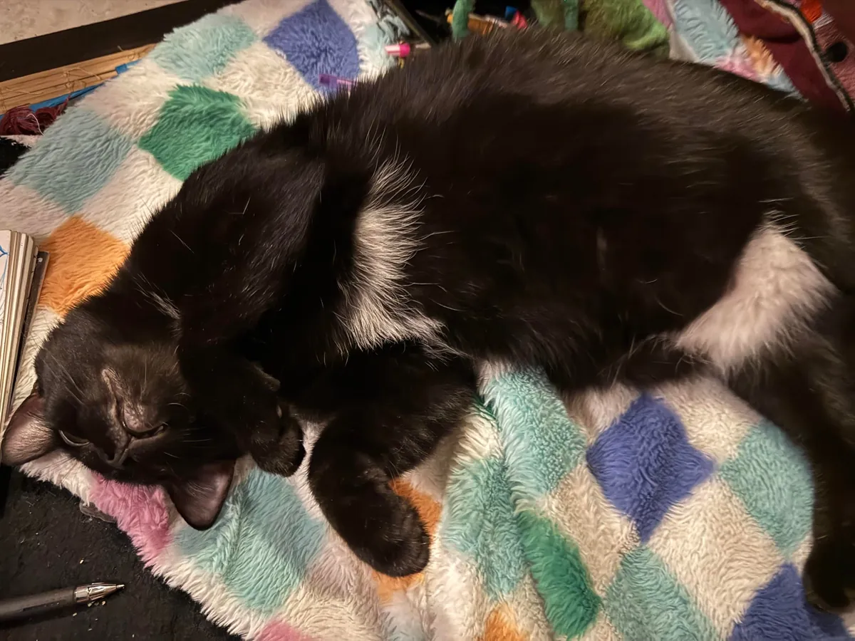 Is it normal for a cat to lay right in front of you and turn belly up?