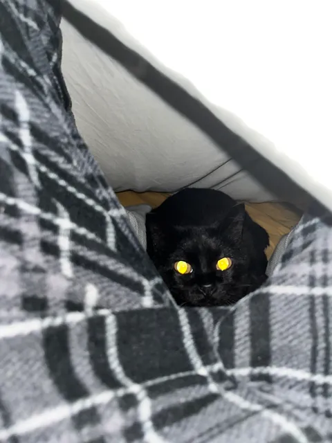 Anyone else have a cat that demands toy make a “leg tent” under the blankets?