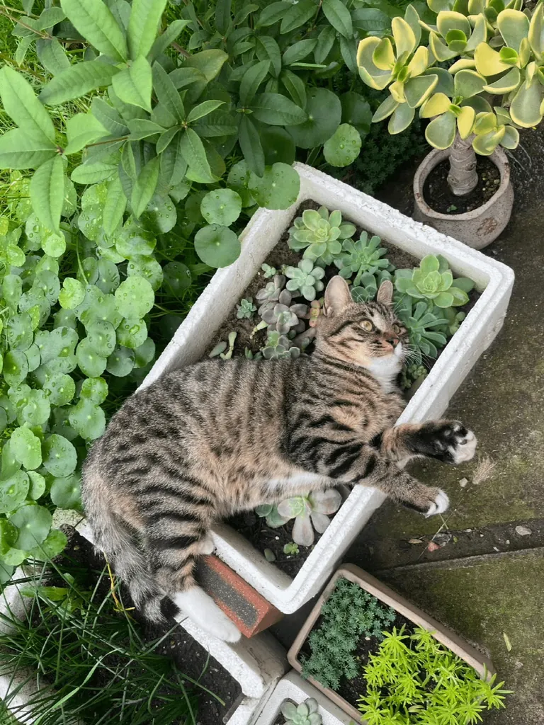 You’re just too cute to move... I’ll let you nap there for a while. 😂