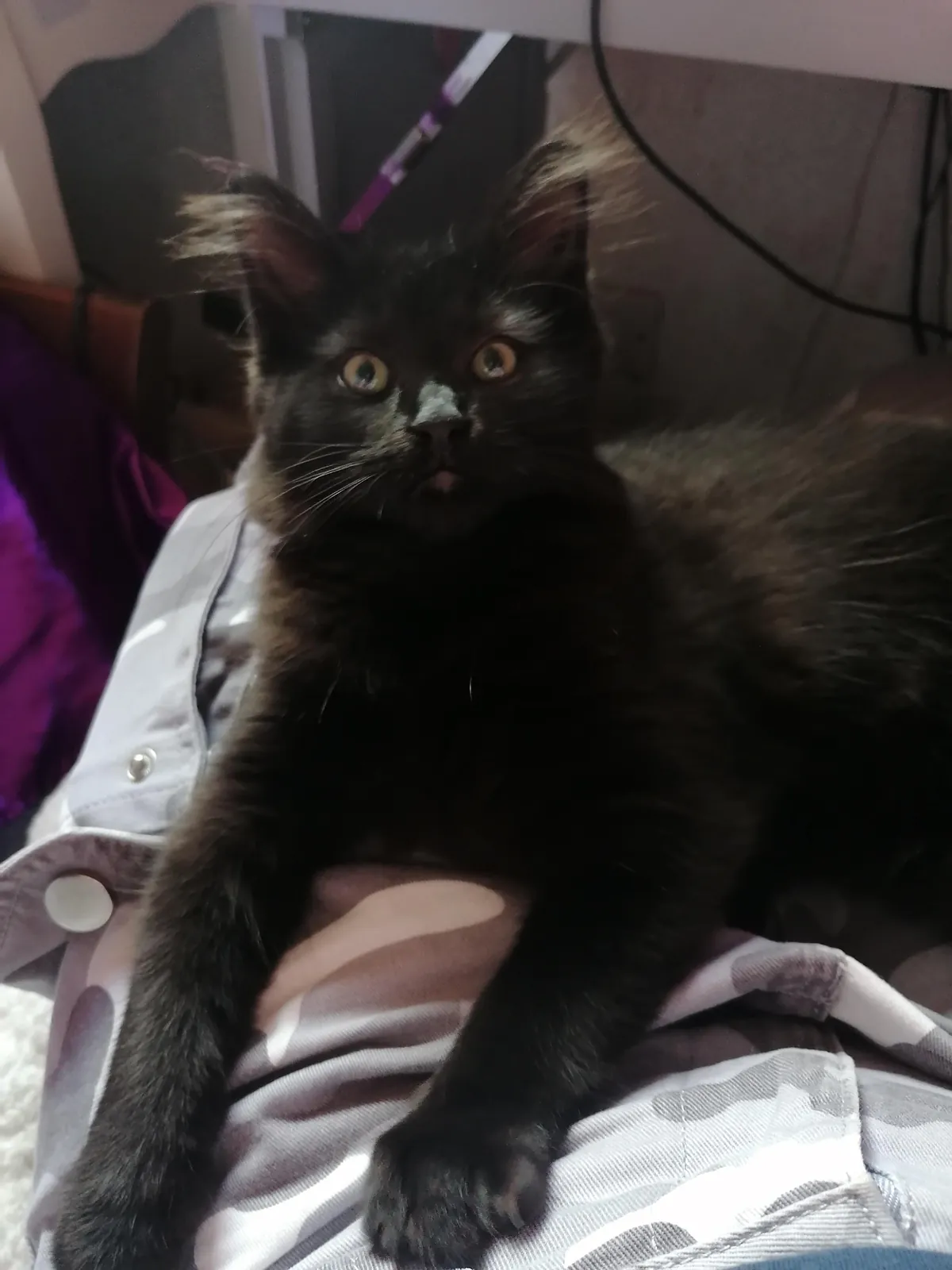 My new kitten, Petrus, sure is a character