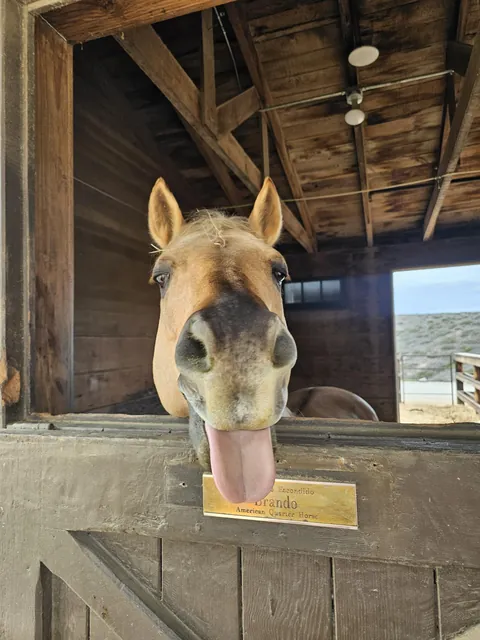 Brandon, the horse I met today on Catalina Island