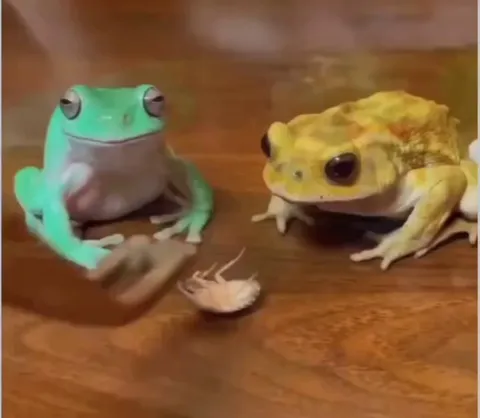 Frogs are hilarious 