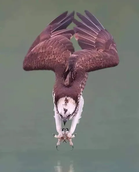 🔥 An Osprey diving into the water