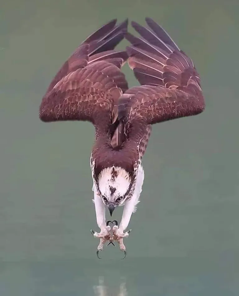 🔥 An Osprey diving into the water