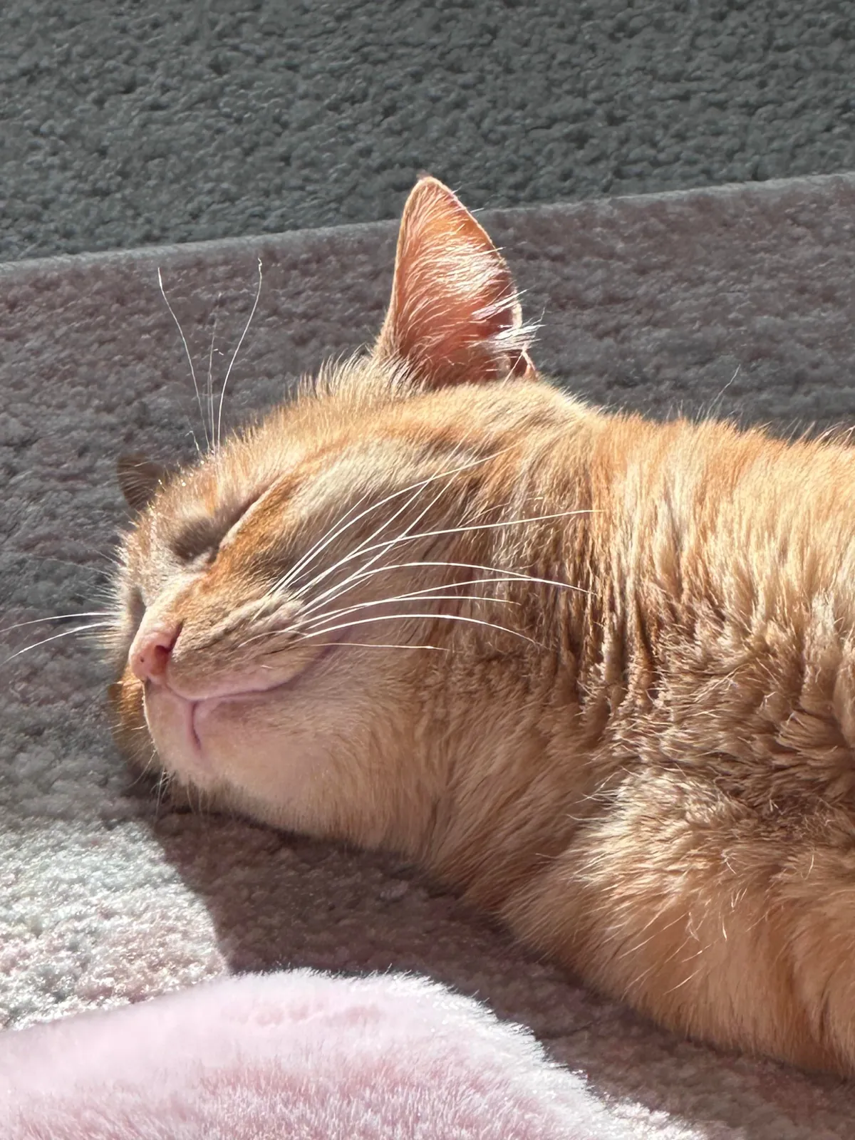 My kitties spent the first 4 yrs of their life in an apartment that received no direct sunlight. I’m so happy I was able to get them into a place that gets loads of direct sun. Makes me so happy to see him so happy 🥲