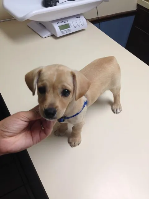 His first time to the vet