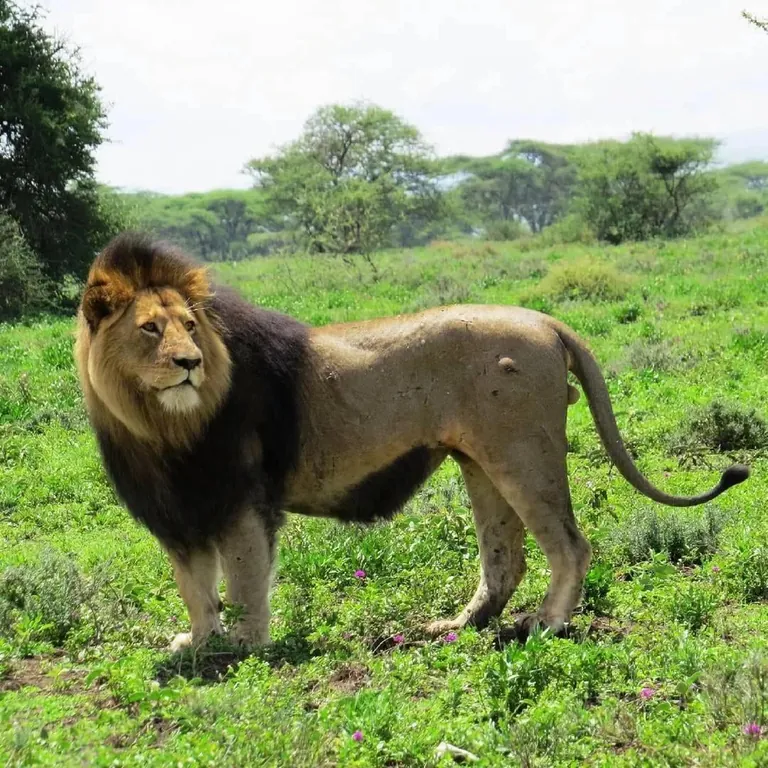 The Titan who lost his hair