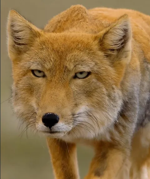 🔥 Square-Faced Tibetan Fox 🔥