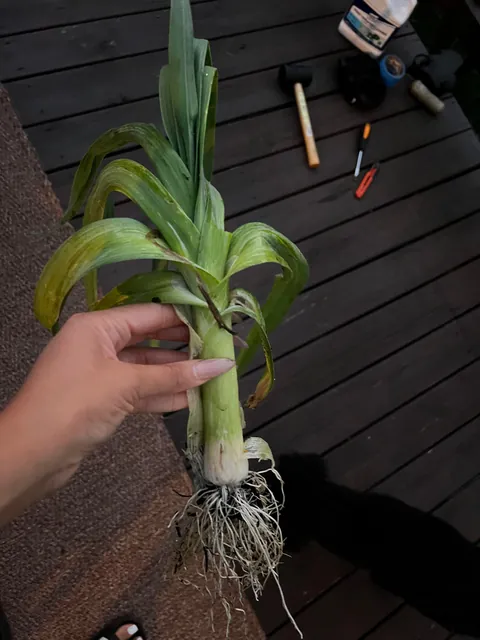 What is this in my herb garden?